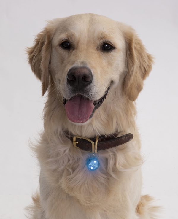 Upgrading your dog's tags
